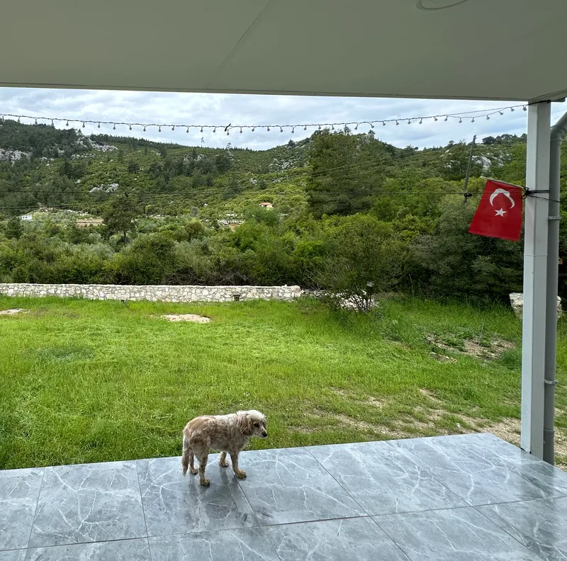 Verandadan yeşil çimenlik ve taş duvarın ardındaki ormanlık tepelere bakış; verandada bir köpek